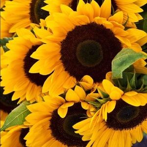 Meet your Posher, Maia